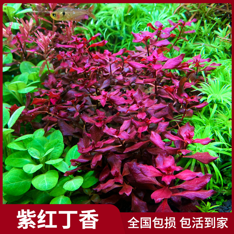 鱼缸草缸真水草造景红丁香紫丁香中后景有茎