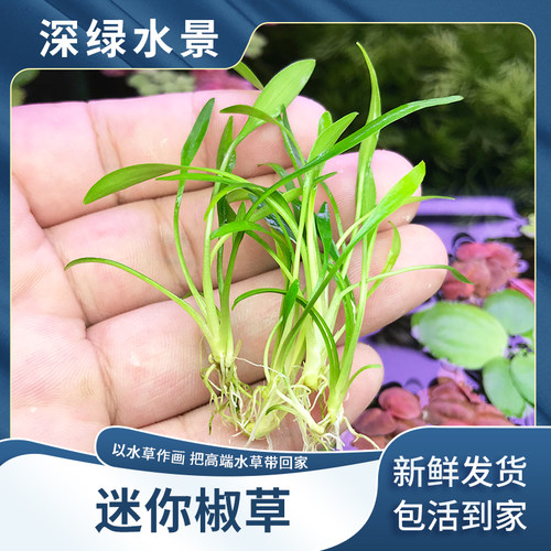 椒草水草价格 椒草水草图片 星期三 椒草水草价格 椒草水草图片 星期三