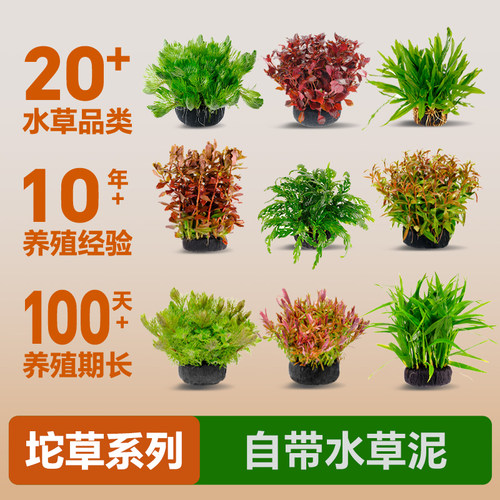 免栽种带根发货新手不用底沙水草