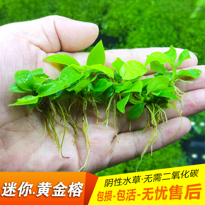 鱼缸造景迷你黄金水草杜鹃根阴性