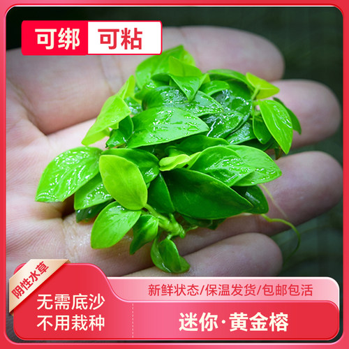 鱼缸造景迷你黄金水草杜鹃根阴性