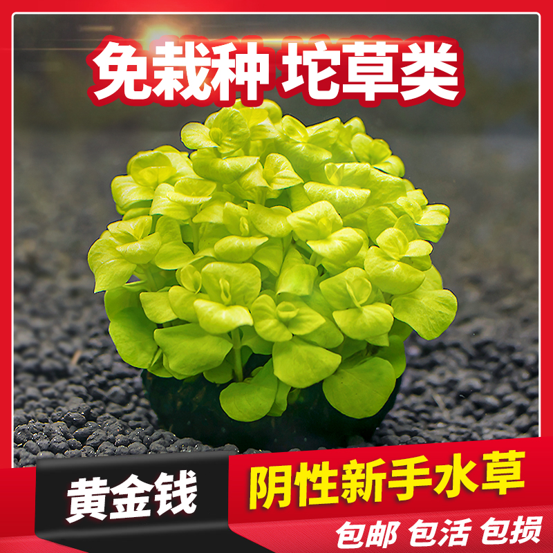 小陀草黄金钱坨草中后景有茎类阴性无土水草草缸鱼缸水底淡水族箱