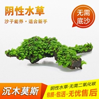 Рыба -аквариум ленивый водный водный живой живой растение вода Ficus раковина Mosmo True Office Aquarium ландшафтный треугольник Meifeng Бесплатная доставка