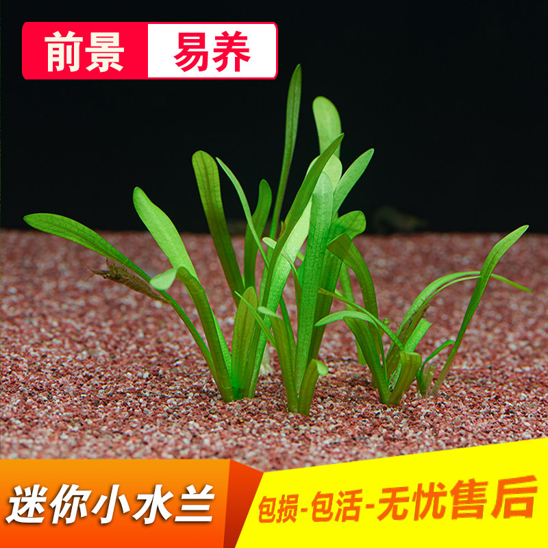 中前景鱼缸造景迷你小水兰龙舌兰活体阴性真水草易养殖淡水植物懒怎么看?