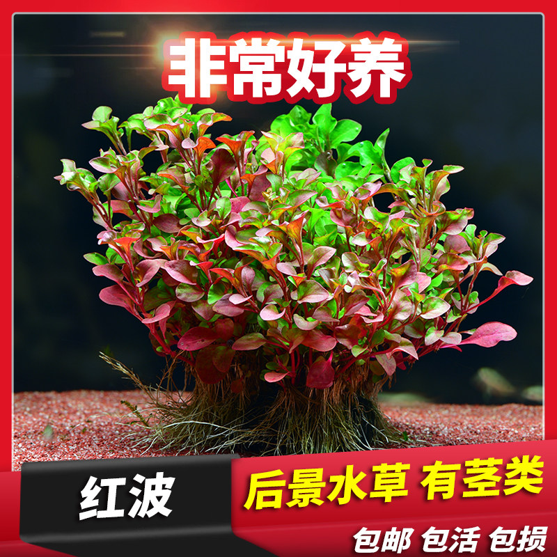 懒人造景红色前景活体真水草淡水植物阴性红波坨草陀无需co2底沙