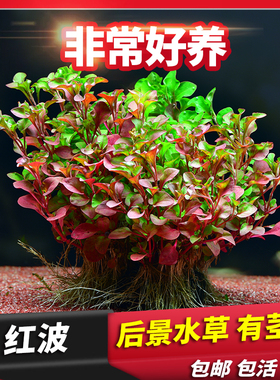 懒人造景红色前景活体真水草淡水植物阴性红波坨草陀无需co2底沙
