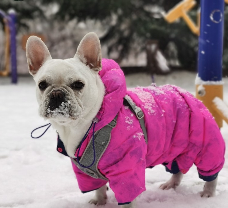 巴哥法斗恶霸四脚羽绒服冬装护肚