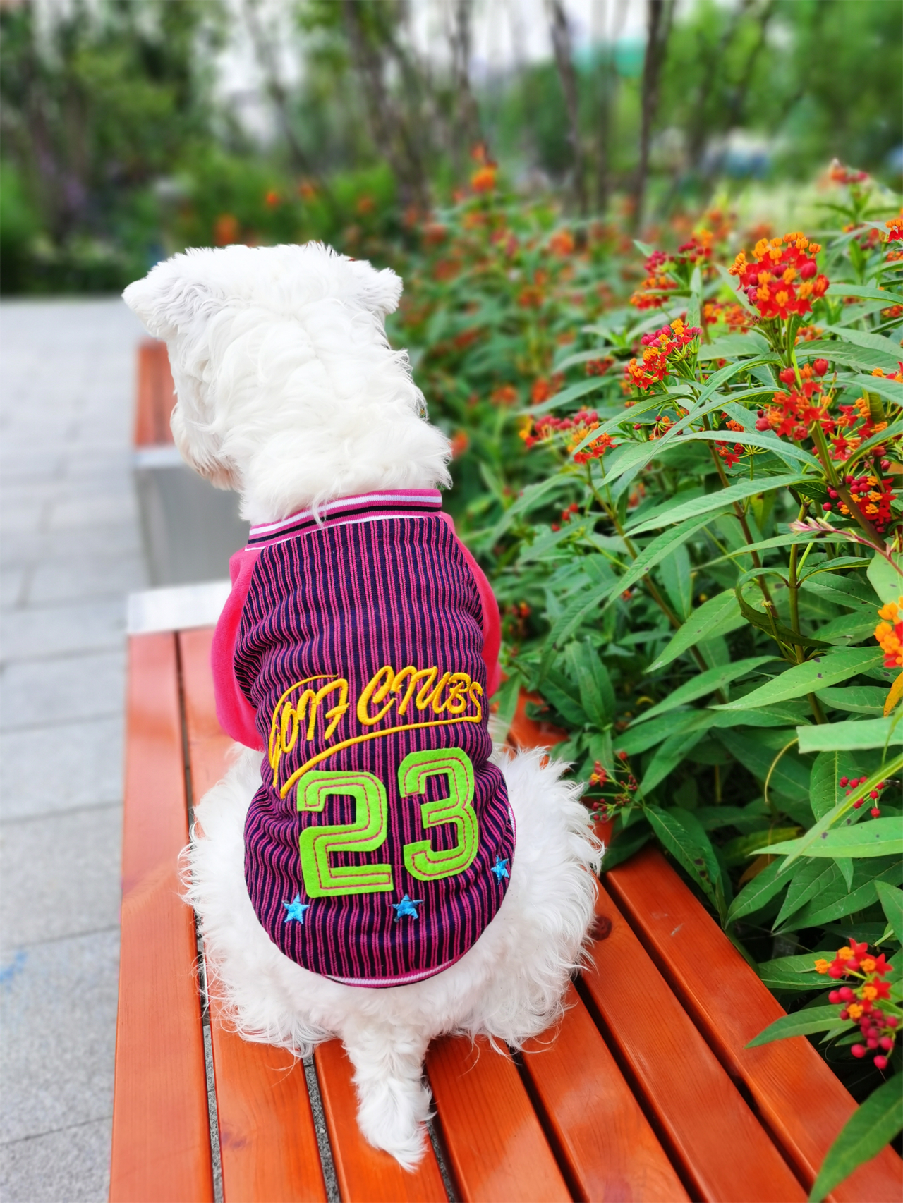 宠物棒球衫运动衣吉娃娃竖条纹休闲衣比熊泰迪狗狗衣服春装