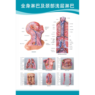 自主神经概观示意图人体解剖挂图人体器官解剖图展板医院布置海报