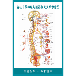 脊柱节段神经与脏器相关关系示意图海报医院医学人体器官解剖挂图