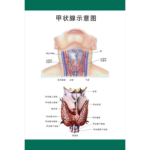 甲状腺解剖图甲状腺结构图人体甲状腺位置内分泌科医学教学挂图