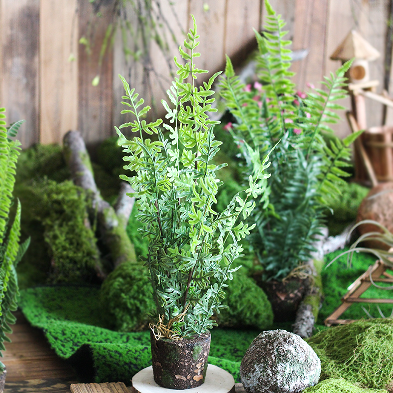 热带厥草盆栽室内橱窗装饰摆件