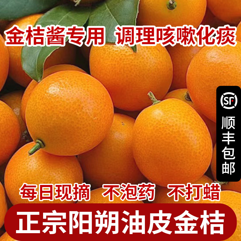 正宗广西阳朔油皮金桔老品种金桔鲜果直发桂林新鲜金橘黄皮金桔酱