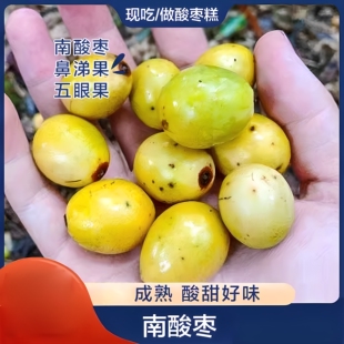 野酸枣鼻涕果新鲜五眼果现摘现发南酸枣黄酸枣孕妇酸枣酸枣糕