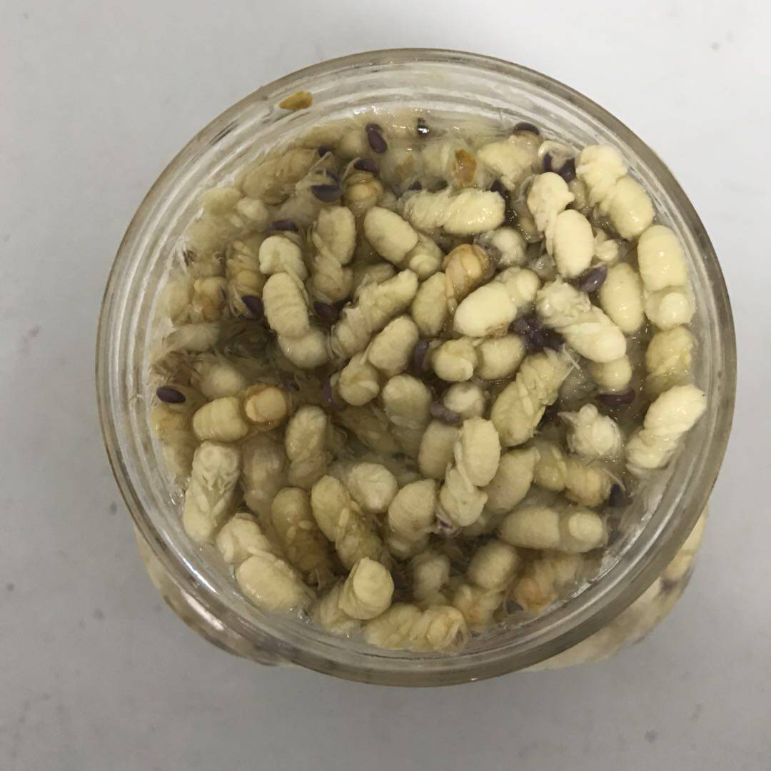 农家自产蜂王 蜂蛹新鲜活体冷冻 蜂王蛹虫蜂儿 500g 昆虫