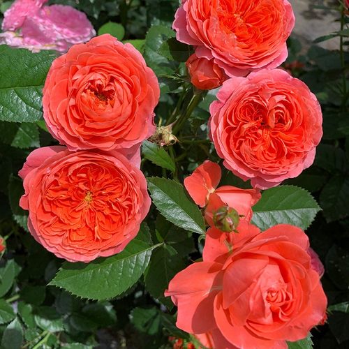新品 点火樱桃 月季花苗 重瓣灌木多头勤花切花月季 阳台庭院盆栽