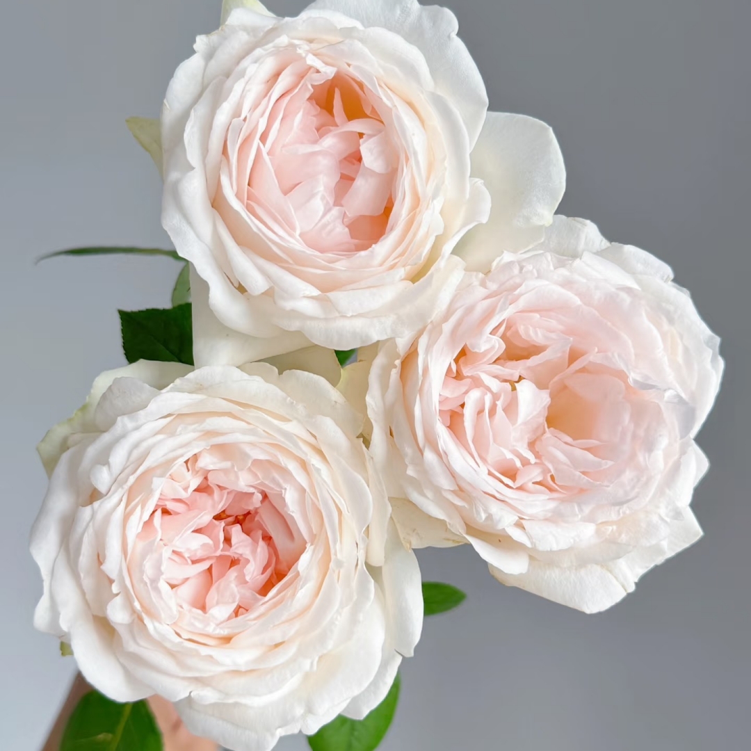 新品 白茶拿铁 月季花苗 大花灌木重瓣直立切花玫瑰 庭院阳台盆栽