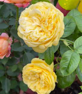 马塞尔普鲁斯特 月季 法国戴尔巴德月季 灌木 强香