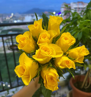 新品 契机 玫瑰大花勤花庭院阳台盆栽切花月季花苗