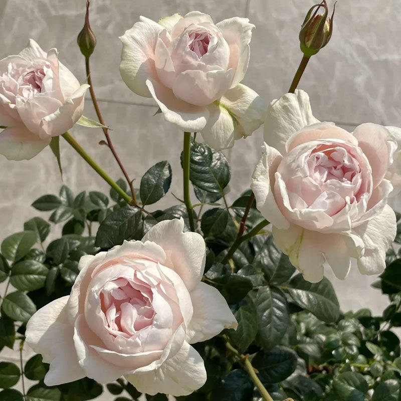 新品 玉瓷 月季花苗 镂空芽变 包子型重瓣灌木多头勤花浓香月季
