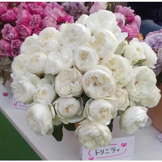 三位一体扦插小苗白色浓