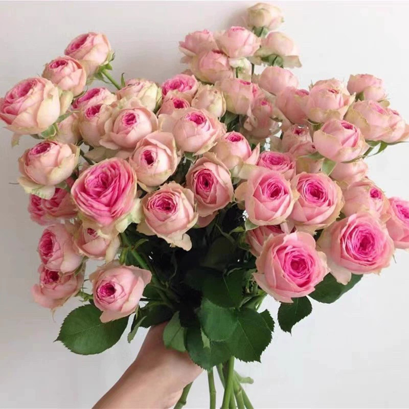 新品 超感/粉多头 月季花苗 重瓣多头勤花灌木月季 阳台庭院盆栽