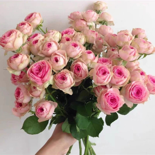 新品 超感/粉多头 月季花苗 重瓣多头勤花灌木月季 阳台庭院盆栽