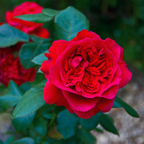 新品 皇家胭脂 月季花苗 大花暗红色包子浓香 阳台庭院盆栽花卉