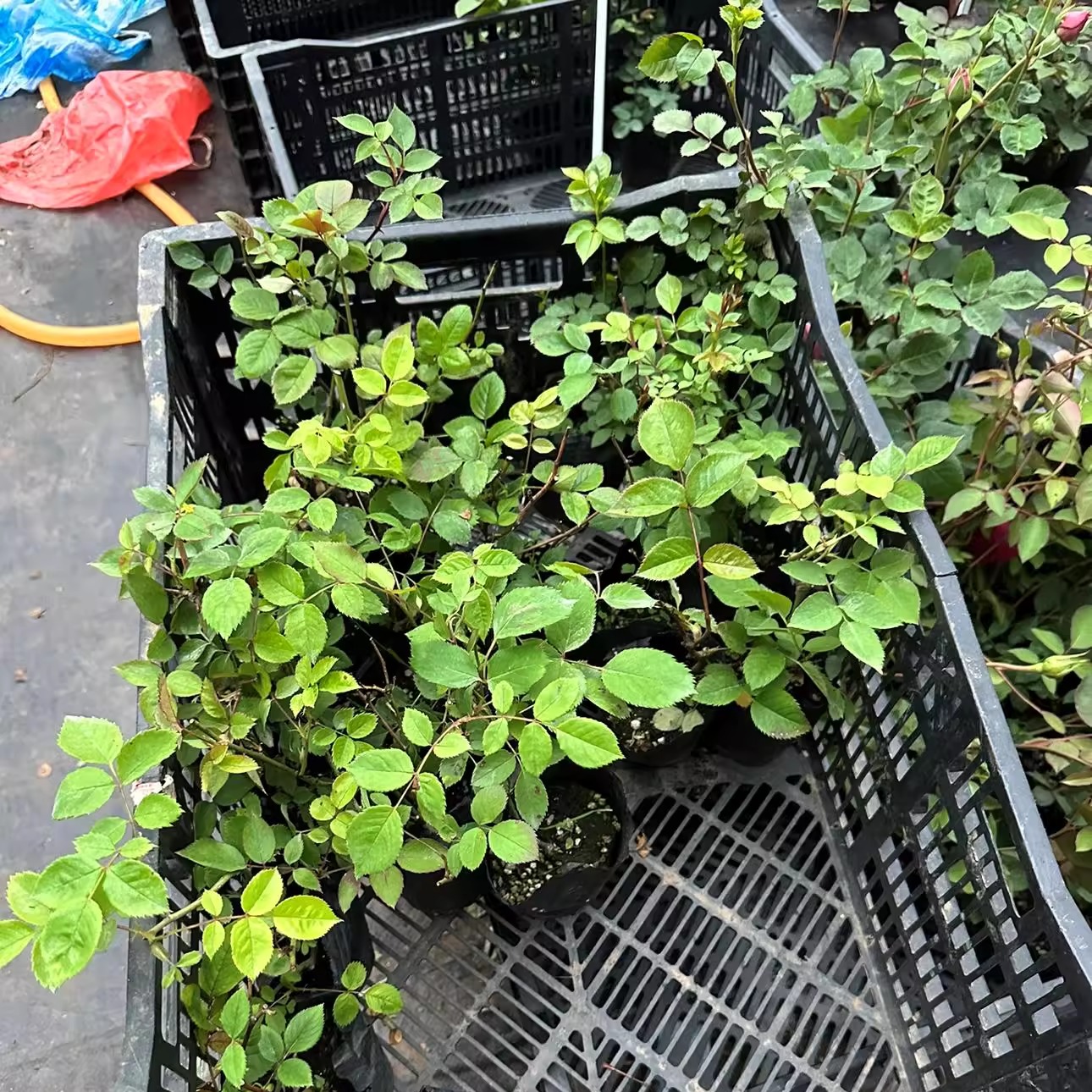 混苗不知道品种的月季花苗蔷薇月季多头勤花灌木玫瑰庭院阳台盆栽