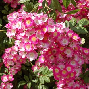 藤本 遮阳伞 月季花苗 爬藤勤花多头垂吊成花庭院瀑布栽植花卉