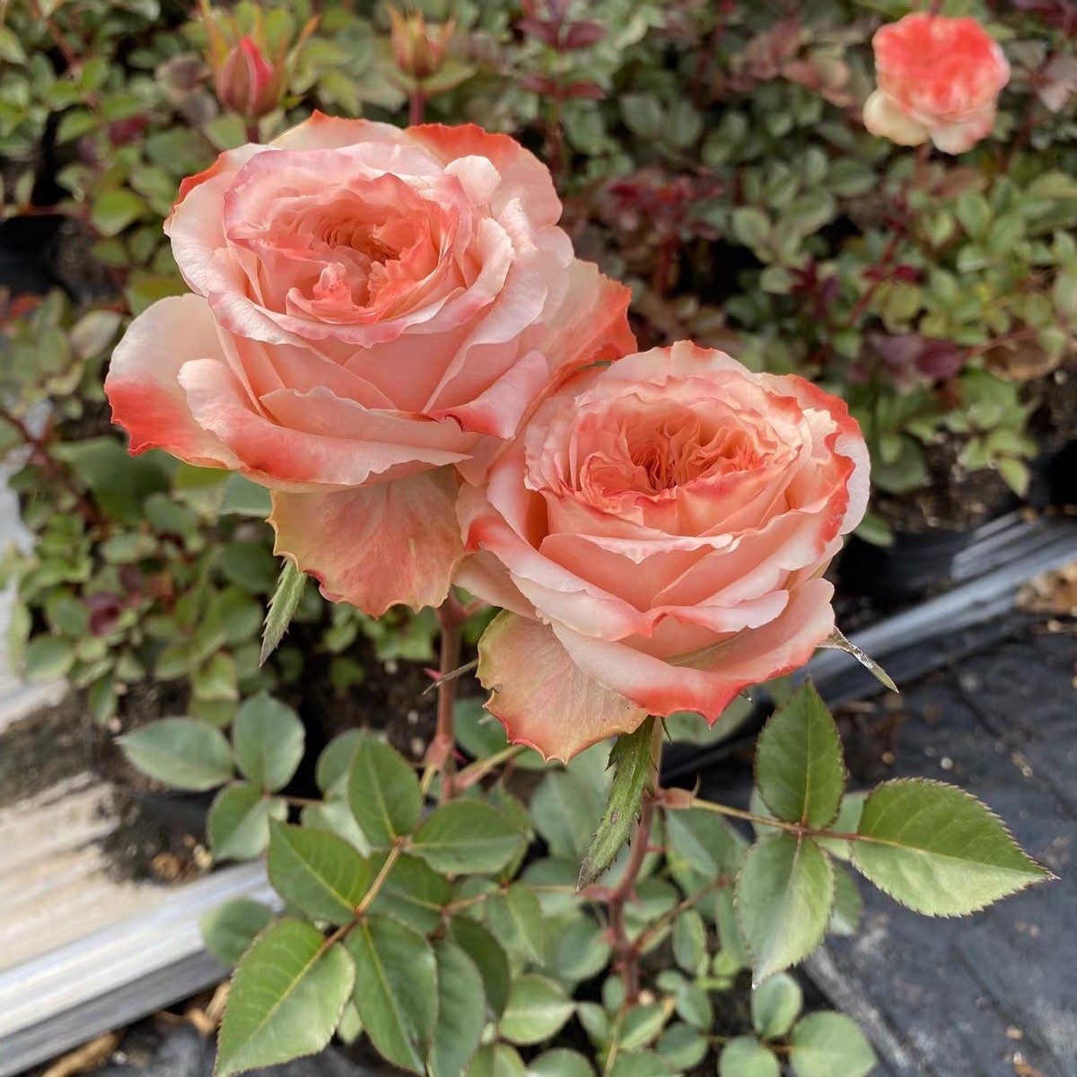 新品 方可桃 月季花苗 大花灌木切花直立勤花月季 阳台庭院盆栽