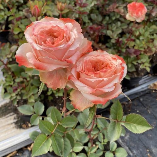 新品 方可桃 月季花苗 大花灌木切花直立勤花月季 阳台庭院盆栽