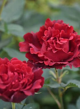 纪念芭芭拉 月季花苗 大花灌木勤花红色丰花戴尔巴德阳台庭院盆栽