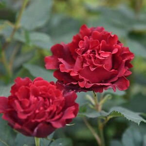 纪念芭芭拉 月季花苗 大花灌木勤花红色丰花戴尔巴德阳台庭院盆栽