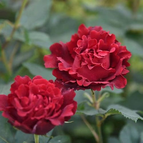 纪念芭芭拉 月季花苗 大花灌木勤花红色丰花戴尔巴德阳台庭院盆栽