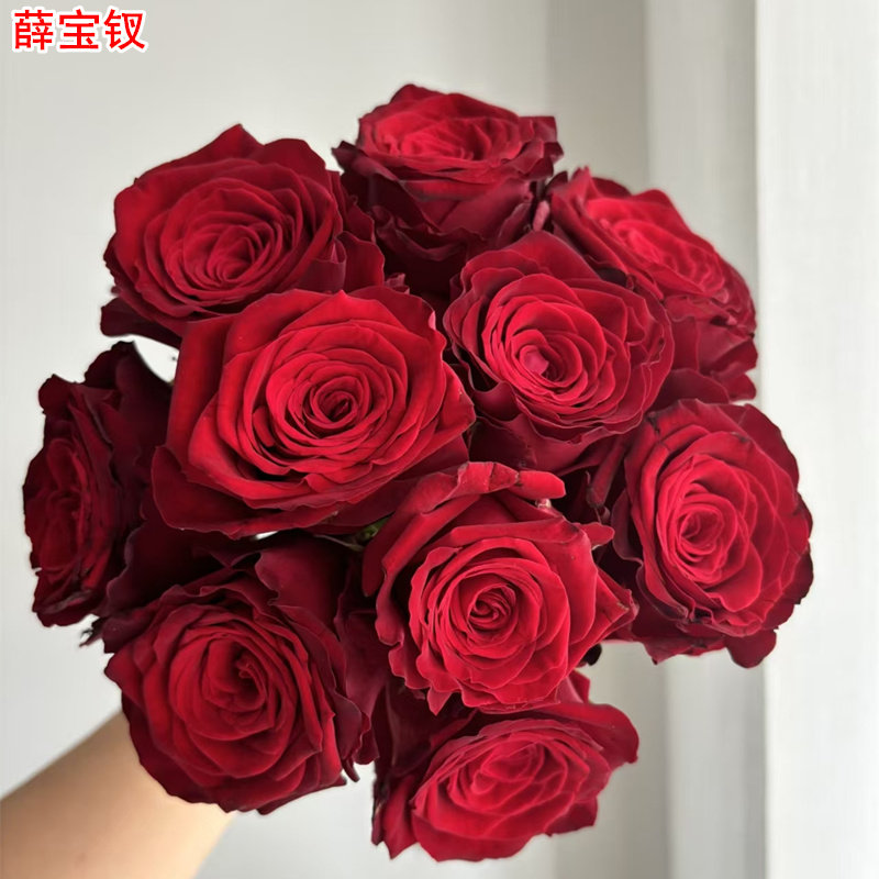 新品 薛宝钗 月季花苗 灌木红色丝绒大花灌木切花 庭院阳台盆栽