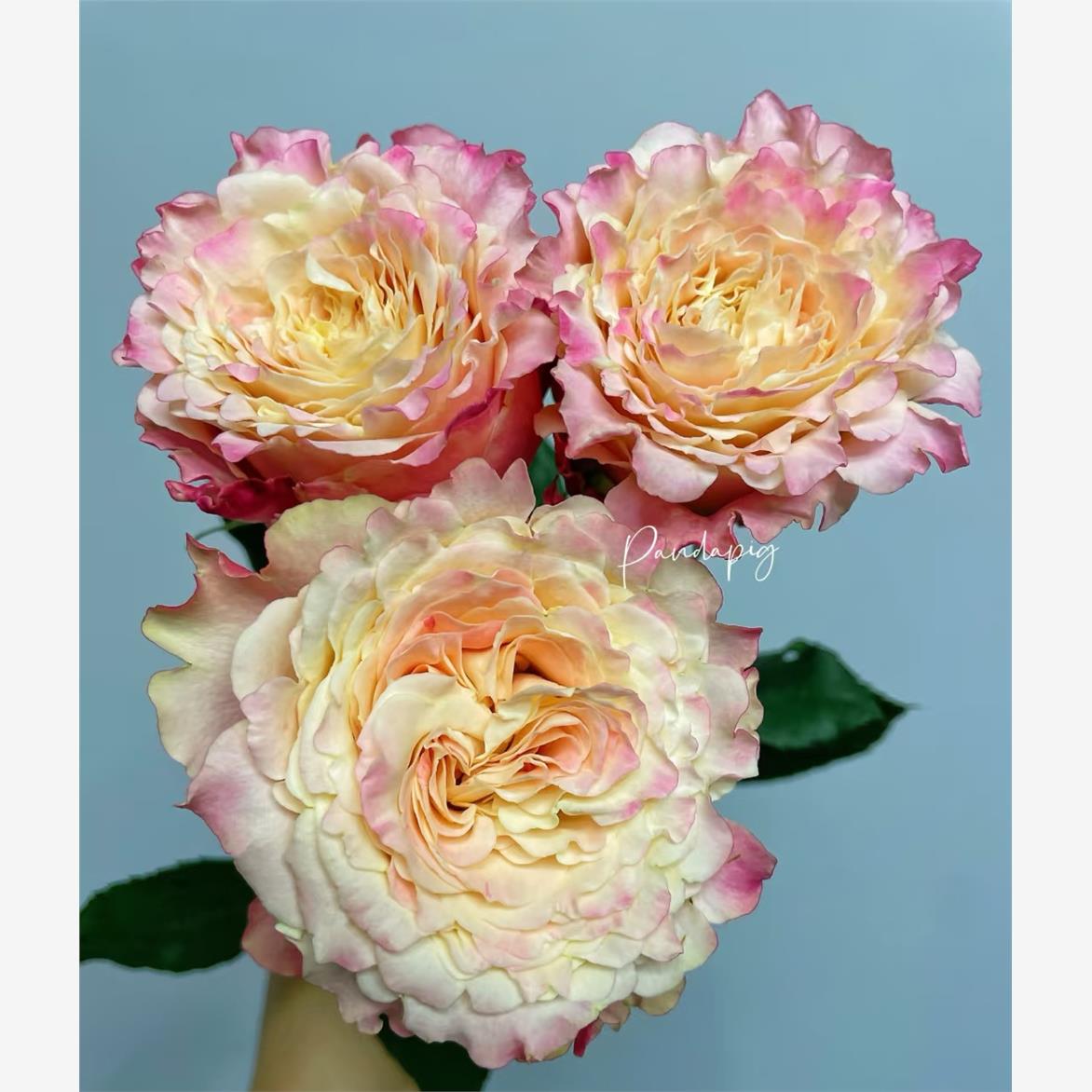 新品 桃乐丝 月季花苗玫瑰 多头勤花灌木碎花边花瓣庭院阳台地栽