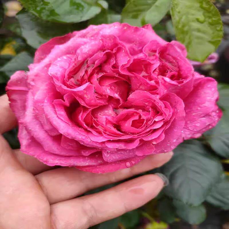 新品 粉茶花女 月季花苗 茶花女芽变灌木切花月季 庭院阳台盆栽