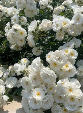 藤本 白帆之冬 月季花苗 攀援多头勤花灌木庭院白色爬藤月季蔷薇