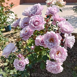 新品 蜻蜓 月季花苗灌木大花浓香切花月季勤花 庭院阳台植物盆栽