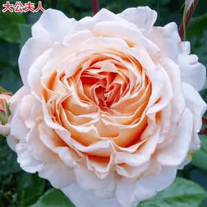 大公夫人月季苗科德斯杏粉色浓香大花四季开花卉月季玫瑰盆栽花苗