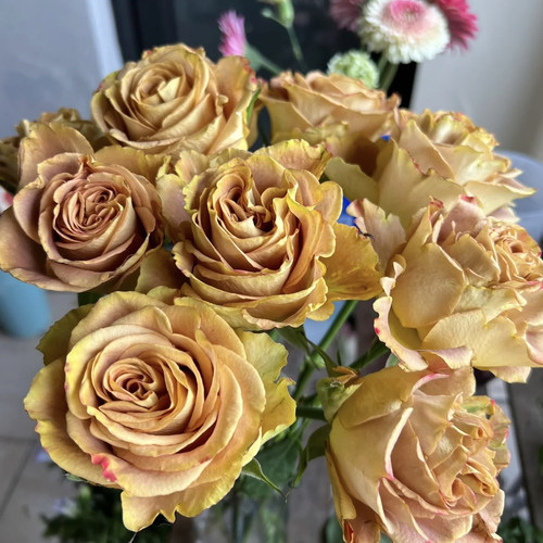 金色之心/黄金之心 月季花苗 肯尼亚复古色大花灌木 庭院阳台盆栽