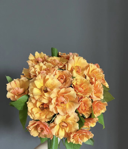 龙舌兰酒直立月季阳台庭院抗病复花长势好植物盆栽苗