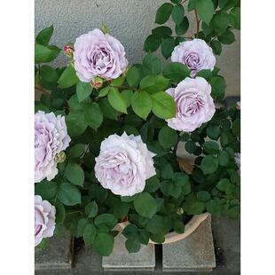 新品 清流 月季花苗 河本 重瓣多头勤花浓香月季 庭院阳台盆栽