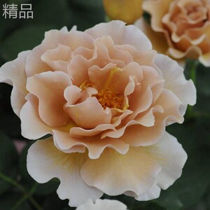 超新品折扇/金扇月季苗浓香大花复古咖啡色四季开花扦插苗