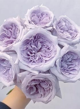 新品【紫荔枝】蓝紫色大花切花月季花苗庭院阳台盆栽勤花