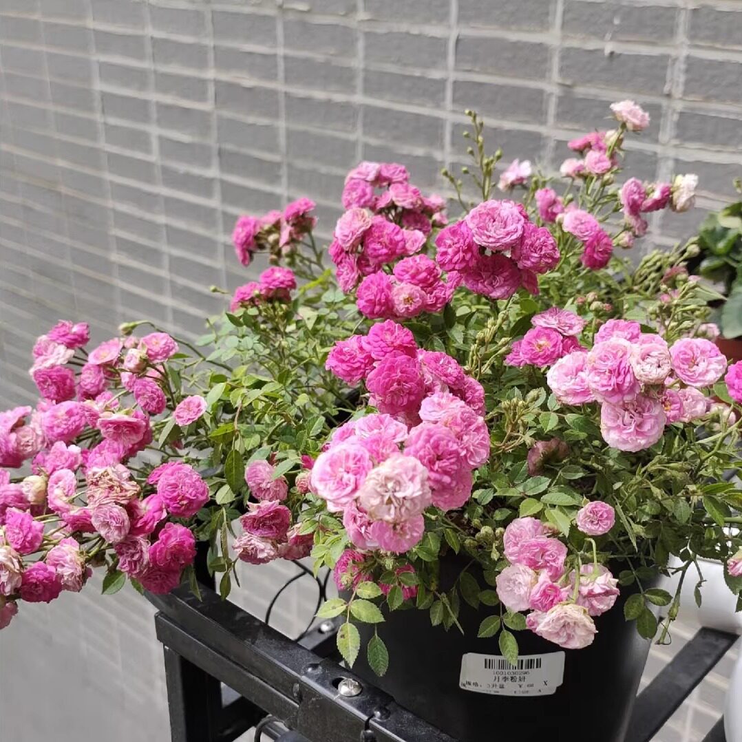 微月 粉妍 月季花苗 微型灌木勤花多头重瓣月季 庭院阳台盆栽
