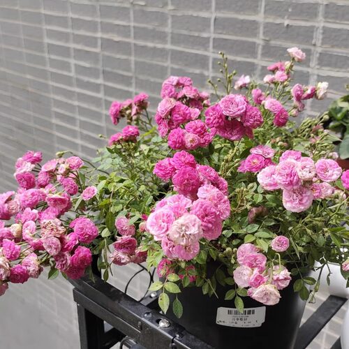 微月 粉妍 微型月季花苗勤花 多头 粉色重瓣迷你 日本超微月季