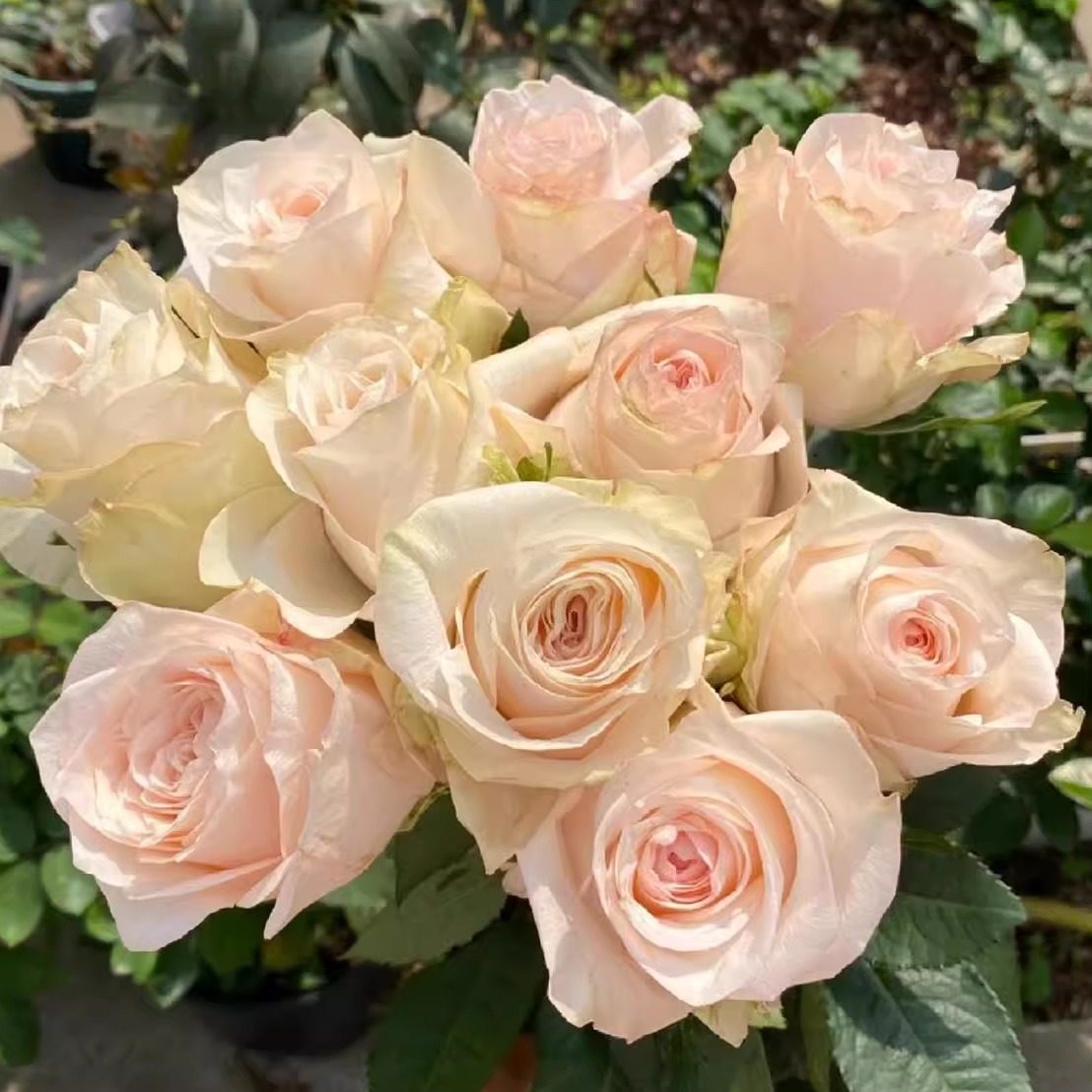 切花 双鱼座 月季花苗  大花灌木直立勤花切花玫瑰 阳台庭院盆栽,鲜花速递/花卉仿真/绿植园艺,月季/蔷薇/玫瑰,淘宝优惠券,粉丝福利购,淘宝优惠卷