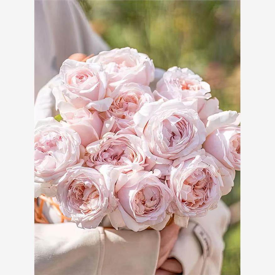 新品 环佩 月季花苗 灌木大花浓香 浅粉色直立勤花庭院阳台盆栽,鲜花速递/花卉仿真/绿植园艺,月季/蔷薇/玫瑰,淘宝优惠券,粉丝福利购,淘宝优惠卷